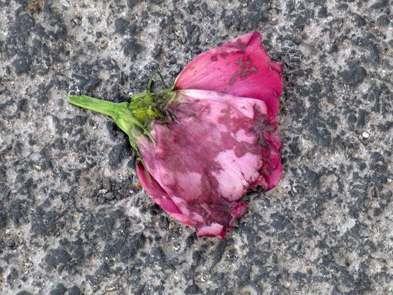 Broken flowers, 2006, Photographie numérique